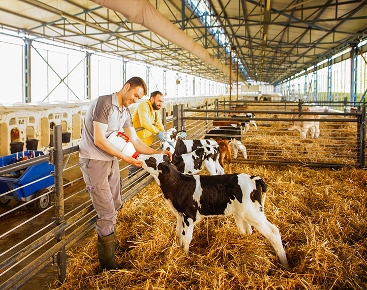 Uluova Süt Çiftliği